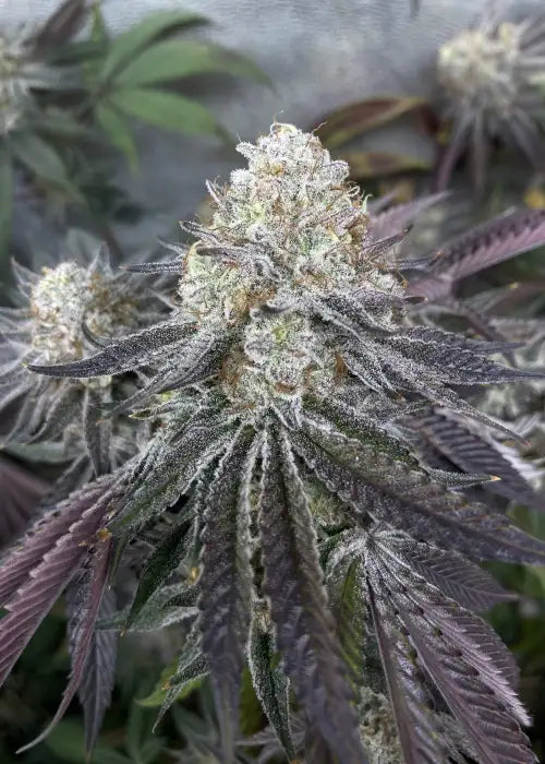 Apple Tartz Talea (Micropropagata) Clearwater Genetics