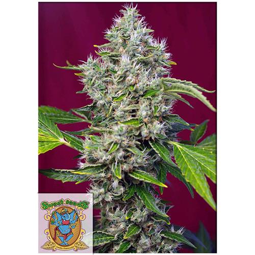 SWEET SEEDS SAN FERNANDO LEMON KUSH FEM 3+1 SEMI