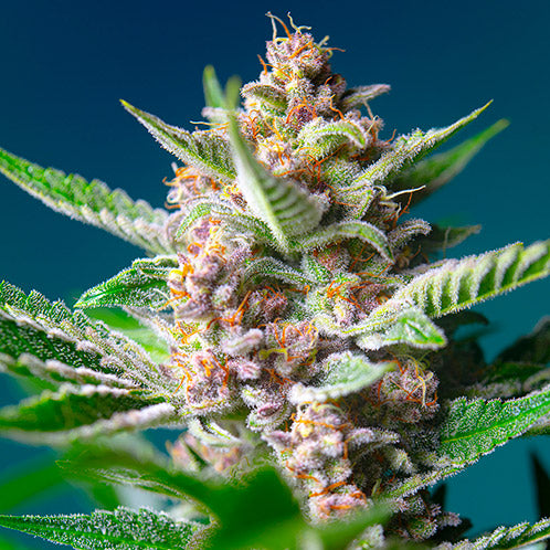 SWEET SEEDS PURPLE PUNCH OG FEM 3+1 SEMI