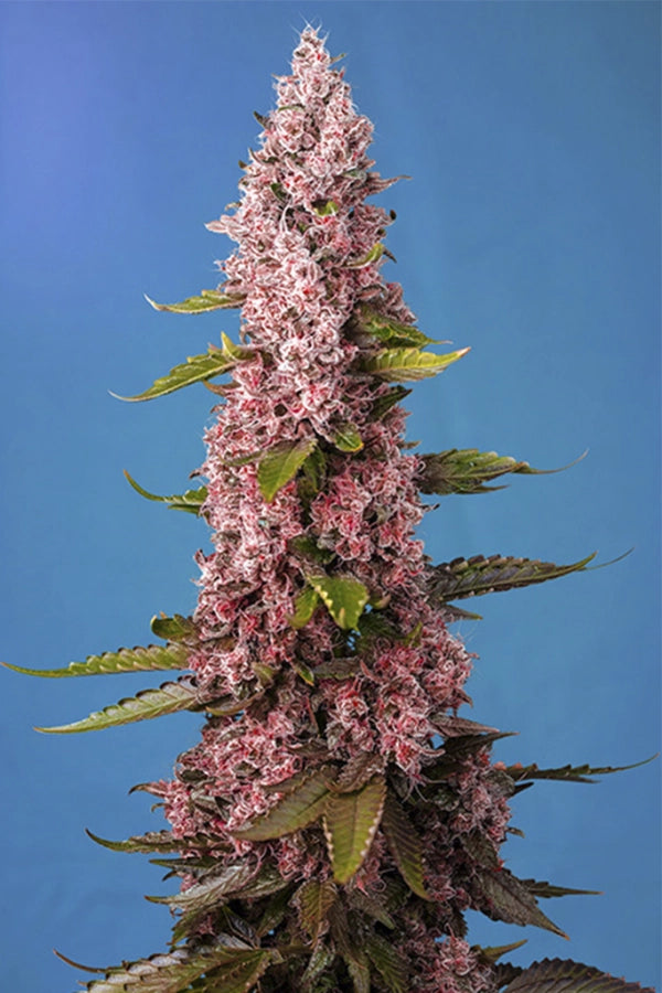 SWEET SEEDS RED HOT COOKIES FEM 3+1 SEMI
