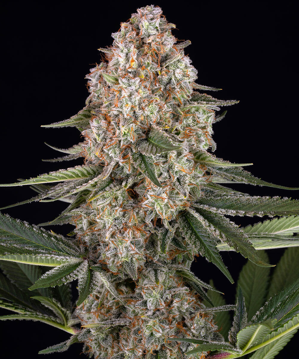 BARNEY'S FARM MENDO BREATH FEM 3 SEMI