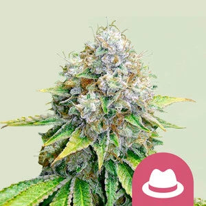 ROYAL QUEEN SEEDS ROYAL OG KUSH FEM 5 SEMI