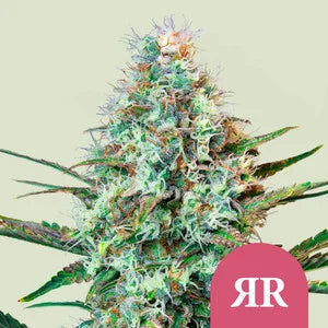 ROYAL QUEEN SEEDS ROYAL RUNTZ FEM 10 SEMI