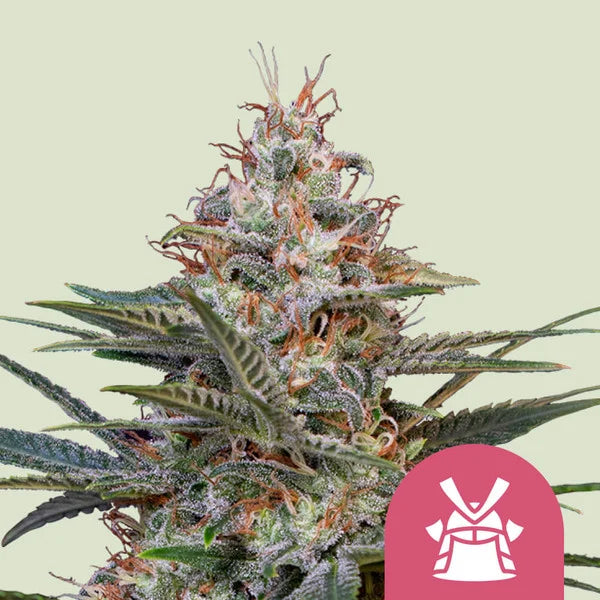 ROYAL QUEEN SEEDS SHOGUN FEM 3 SEMI