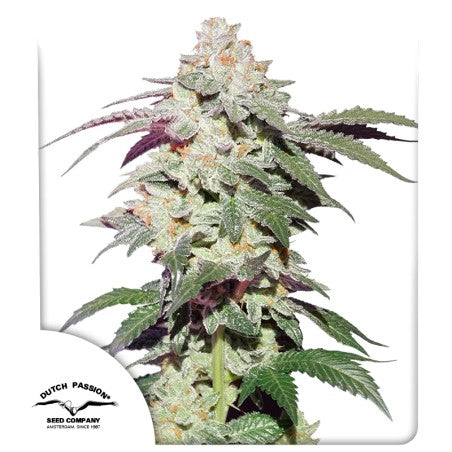 DUTCH PASSION SKYWALKER HAZE FEM 3 SEMI