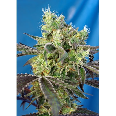 SWEET SEEDS DO-SWEET-DOS FEM 3+1 SEMI