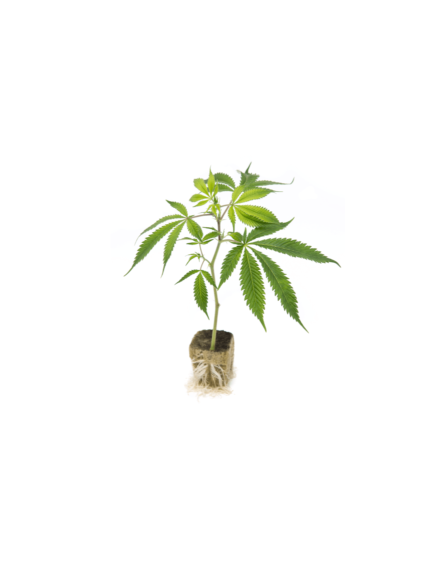 Talee Ornamentali di Cannabis Sativa L
