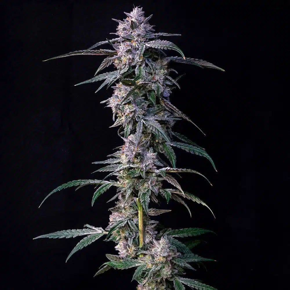 Clone Cali Genetics 10Gs