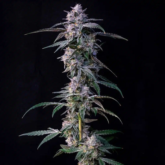 Clone Cali Genetics 10Gs