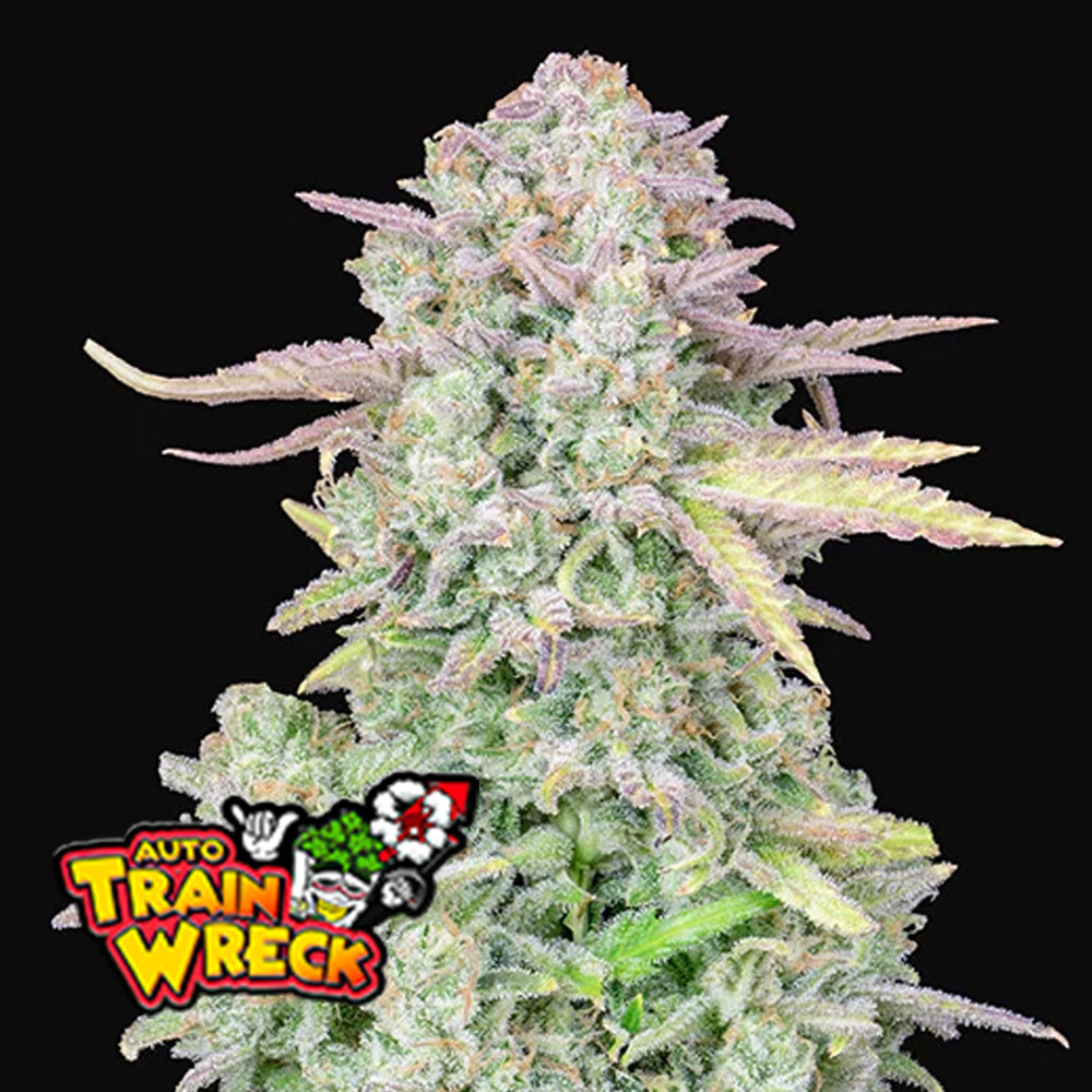 FAST BUDS   ORIGINAL TRAINWRECK AUTO FEM  3 SEMI