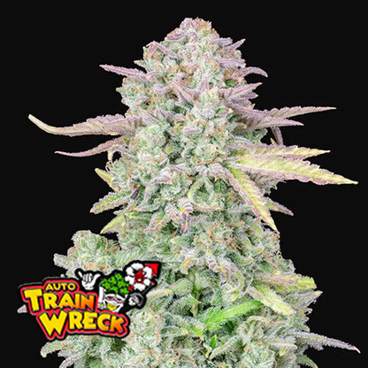 FAST BUDS   ORIGINAL TRAINWRECK AUTO FEM  3 SEMI