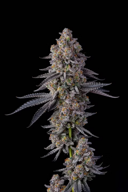 Glitter Bomb Talea (Micropropagata)  Compound X Norcal ICMAG