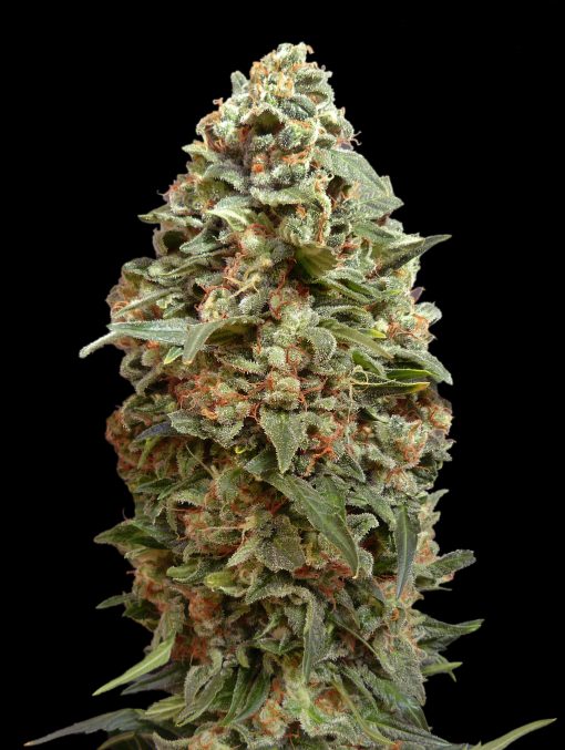 ADVANCED SEEDS  AFGHAN SKUNK FEM  3+1 SEMI