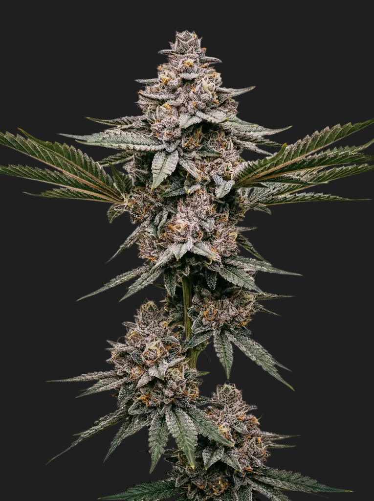 Gelonade Talea (Micropropagata)  Alien Labs | Limited Drop