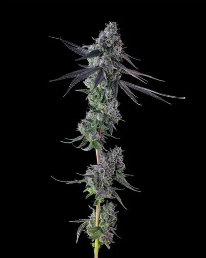 Clone Cali Genetics Apple Banana