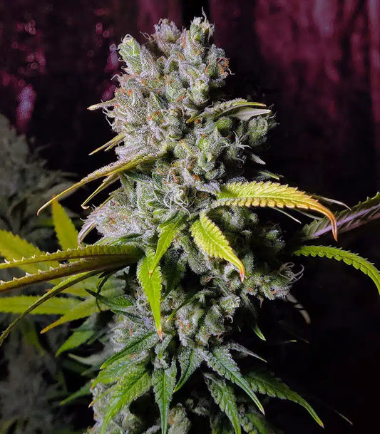 Clone Di Blue Gelato 41