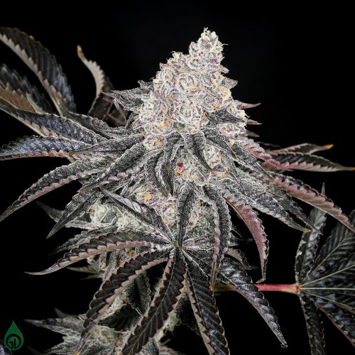 First Class Funk Talea (Micropropagata) Compound Genetics