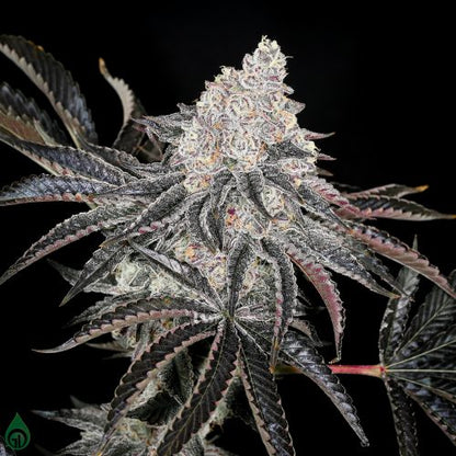 First Class Funk Talea (Micropropagata) Compound Genetics