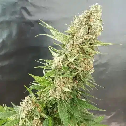 Clone Di Orango