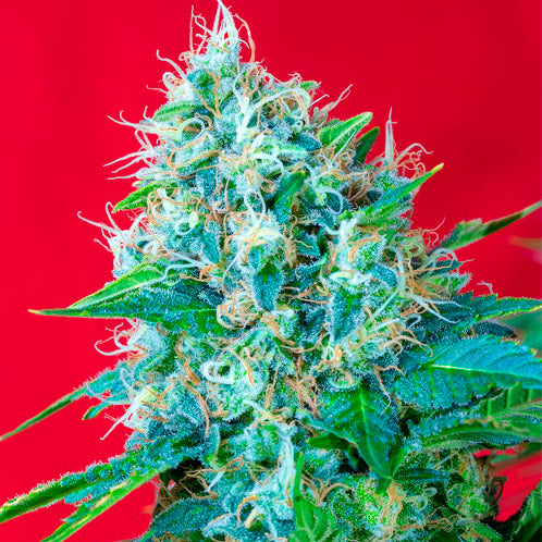 SWEET SEEDS  GREEN POISON FEM  3+1 SEMI
