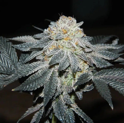 Clone Cali Genetics GS Cookies (GSC)