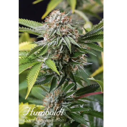 Clone Di Mango Sapphire