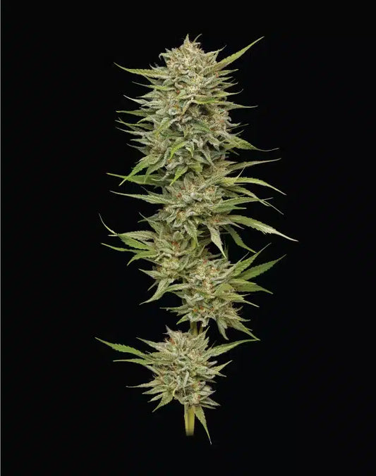 Clone Cali Genetics OG Kush