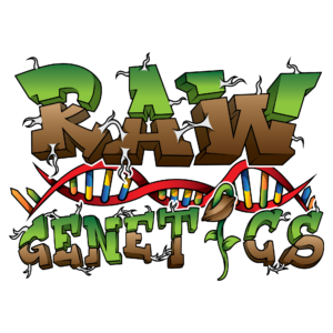 Strawberry Pie Talee (Micropropagata) Raw Genetics
