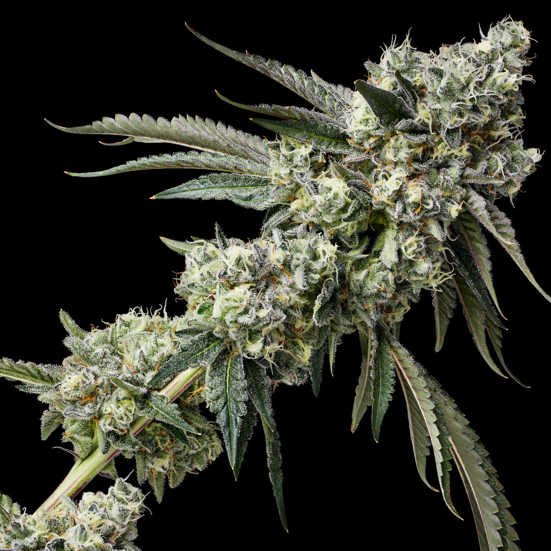 Strawberry Pie Talee (Micropropagata) Raw Genetics