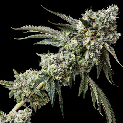 Strawberry Pie Talee (Micropropagata) Raw Genetics