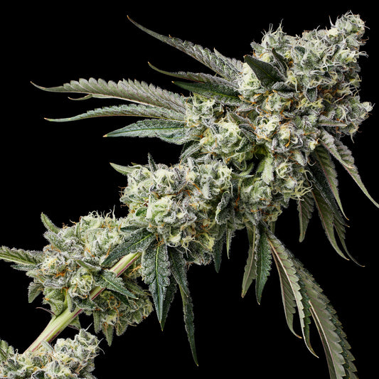 Strawberry Pie Talee (Micropropagata) Raw Genetics