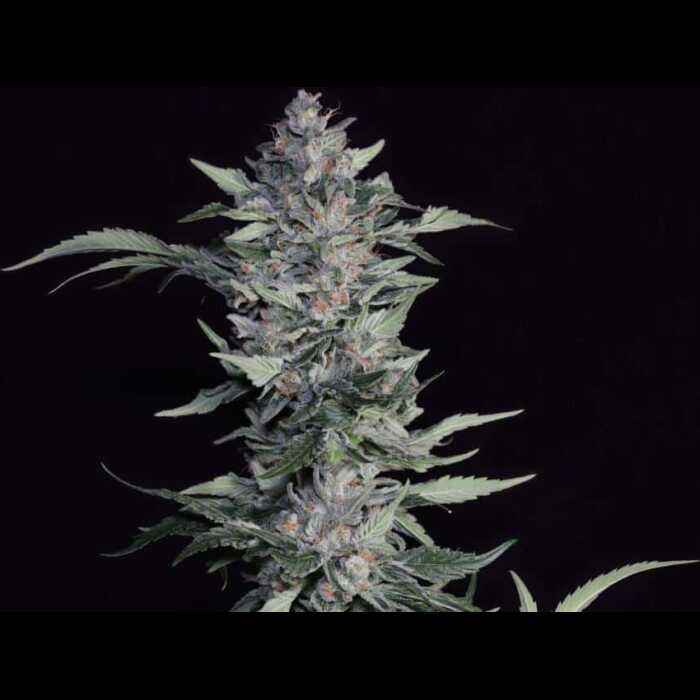Something Good Talea (Micropropagata) Twenty20