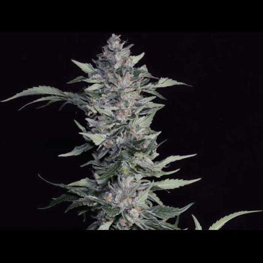 Something Good Talea (Micropropagata) Twenty20