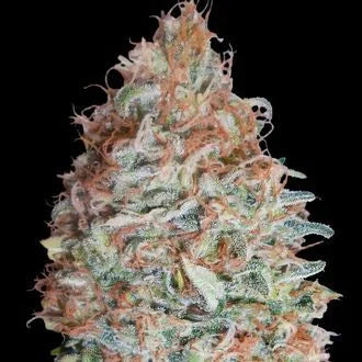 ADVANCED SEEDS  BANANA COOKIES FEM  3+1 SEMI