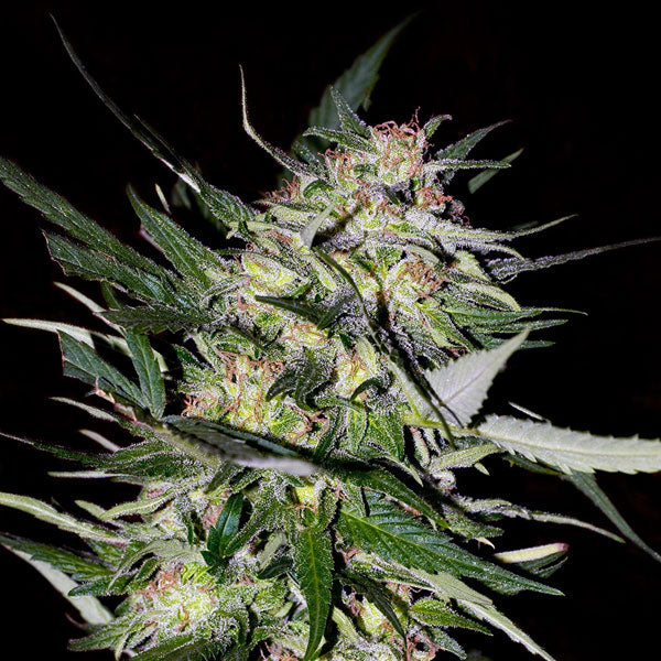 ADVANCED SEEDS  JACK PLANT FEM 3+1 SEMI