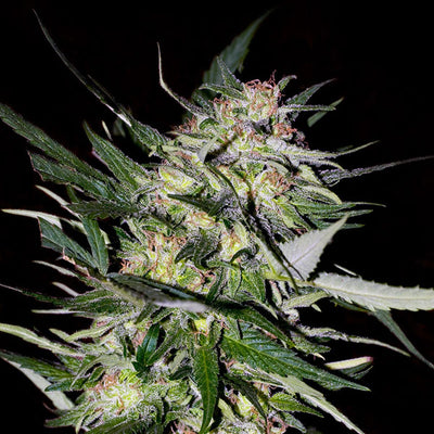 ADVANCED SEEDS  JACK PLANT FEM 3+1 SEMI
