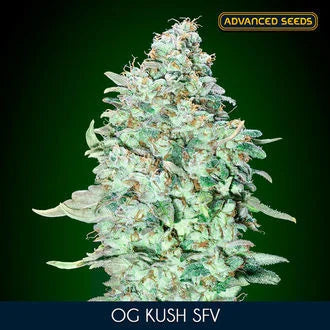 ADVANCED SEEDS  OG KUSH S.F.V. FEM  3+1 SEMI