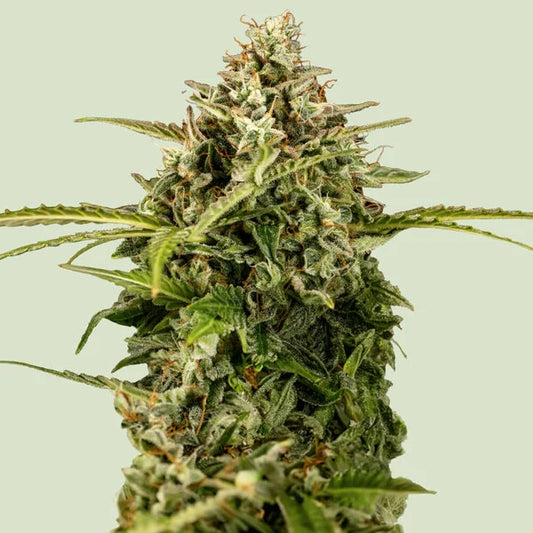 ROYAL QUEEN SEEDS  APOLLO F1 PREMIUM AUTO FEM  3 SEMI