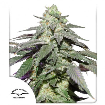 DUTCH PASSION - AUTO SKYWALKER HAZE FEM  3 SEMI