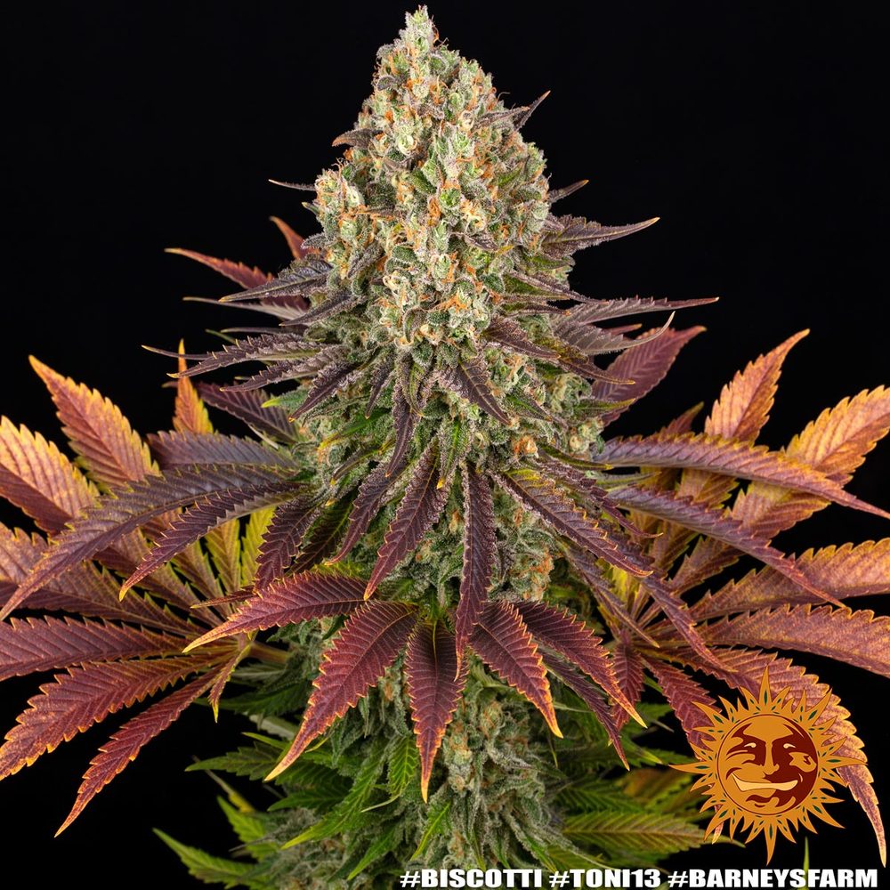 BARNEY'S FARM  BISCOTTI FEM  3 SEMI