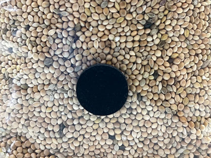 Grain Spawn Miglio Bio Sterilizzato Con porta d'iniezione