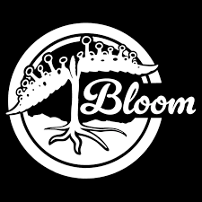 Black Mapple #22 Talea (Micropropagata)  Bloom Seed Co