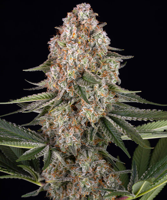 BARNEY'S FARM   MENDO BREATH FEM   3 SEMI