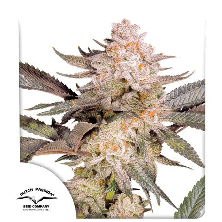 DUTCH PASSION   ORANGE BUD 2.0 FEM  3 SEMI