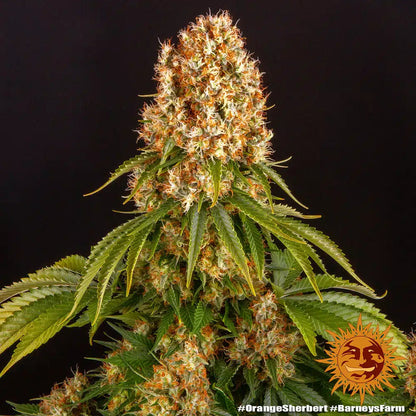 Clone Di Sherbert Orange