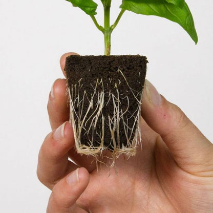 Root Riot Cubo Singolo