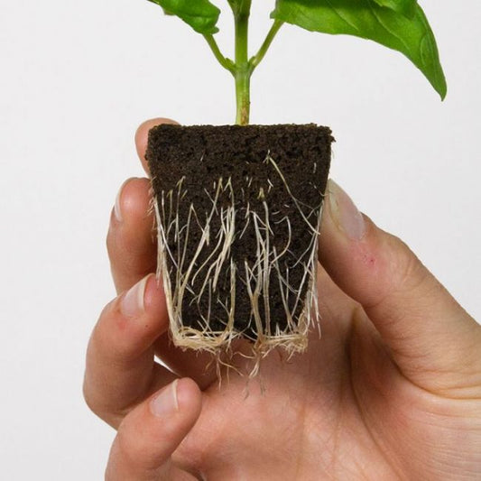 Root Riot Cubo Singolo