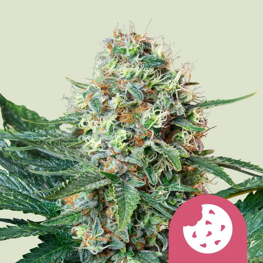 ROYAL QUEEN SEEDS   ROYAL COOKIES FEM   5 SEMI