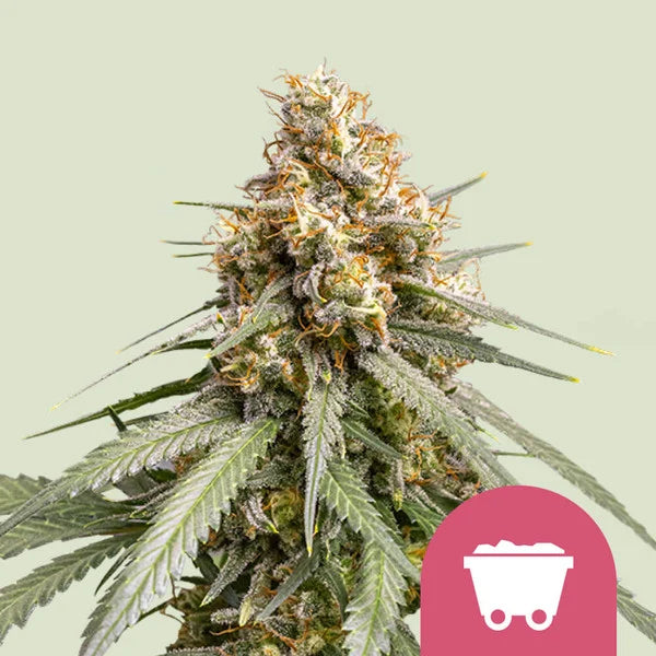 ROYAL QUEEN SEEDS  SHINING SILVER HAZE FEM  5 SEMI
