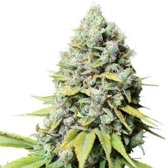 SUPER SATIVA SEED CLUB KOSHER HAZE FEM  3 SEMI